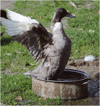 Blue Swedish duck splashing in roasting pan.