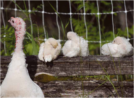 Mom turkey with babies on fence