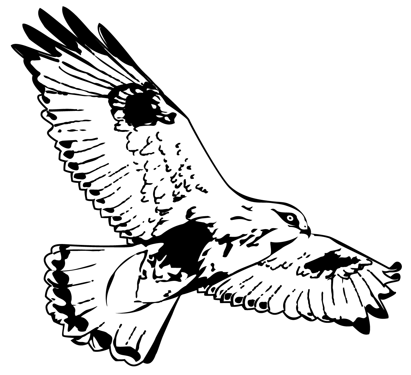 Illustration of a hawk in flight.