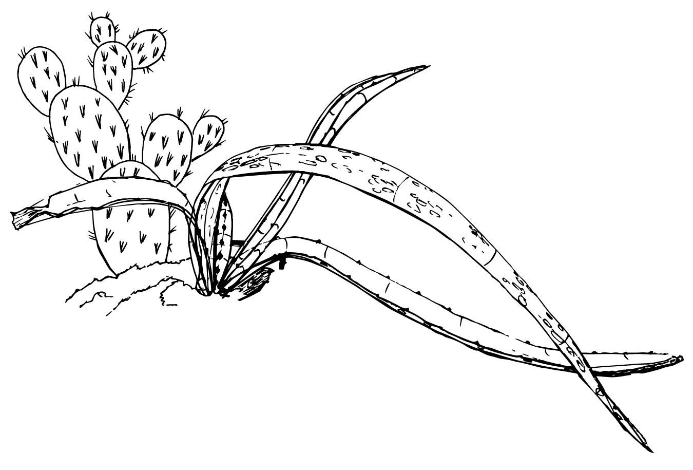 Illustration of two desert cacti. One is a stacked prickly pear cactus while the other has long, narrow leaves.