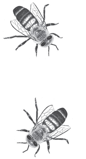 Two honeybees. The first is to the top-right of the third stanza and the second is to the left of the third stanza.