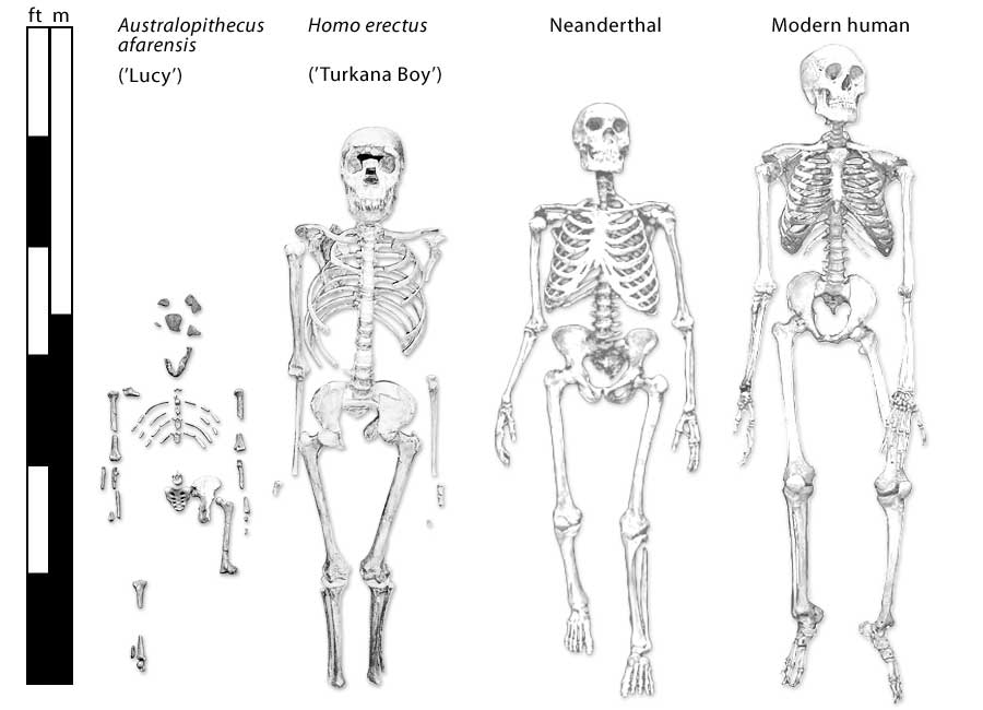 Plate 01: Skeletons of Lucy, Turkana Boy, Neanderthal and modern human