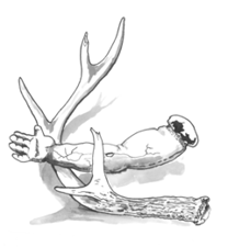 arm-and-antler.png