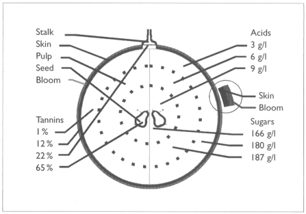 TheEncyclopediaofHomeWinemaking_c001_f002