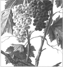 TheEncyclopediaofHomeWinemaking_c001_f005