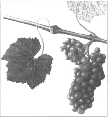 TheEncyclopediaofHomeWinemaking_c001_f007