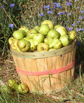 Securing a bushel of pear “seconds” from a local farm can be a great way to cut variable food costs. JOHN D. IVANKO