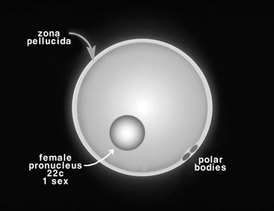 Human ovum