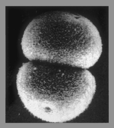 First two cells