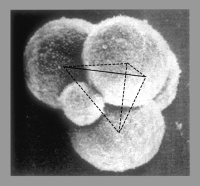 Four cell tetrahedron