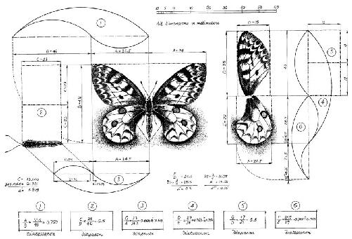 Phi-ratio in butterflies