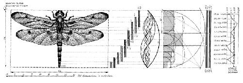 Phi-ratio in dragonfly