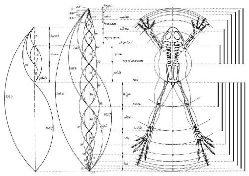 Phi-ratio in frog