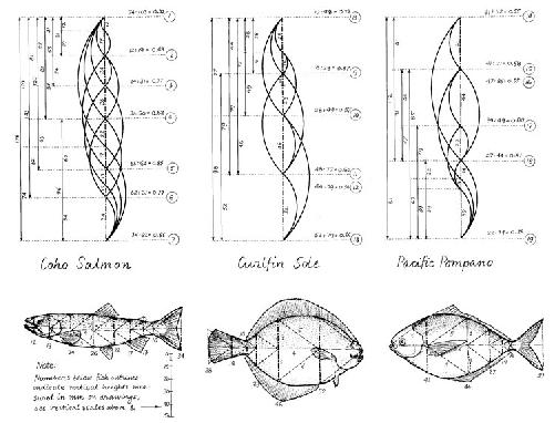 Phi-ratio in fish