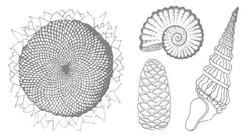 Sunflower, shells & pinecone