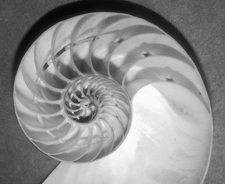 Nautilus