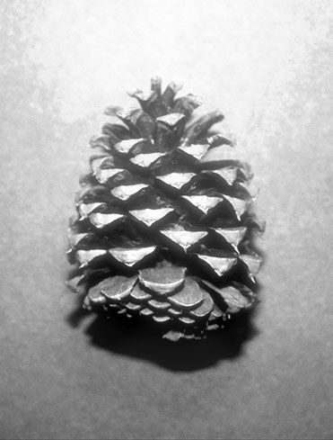 Pine cone