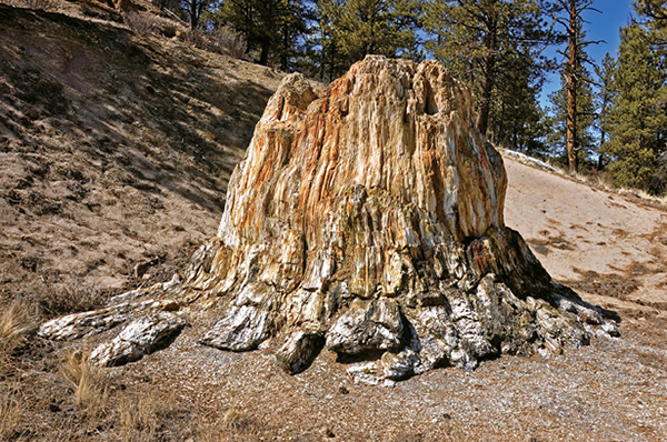 Petrified_Forest_Trail_3.tif