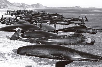 Ballenas piloto varadas en Nueva Zelanda