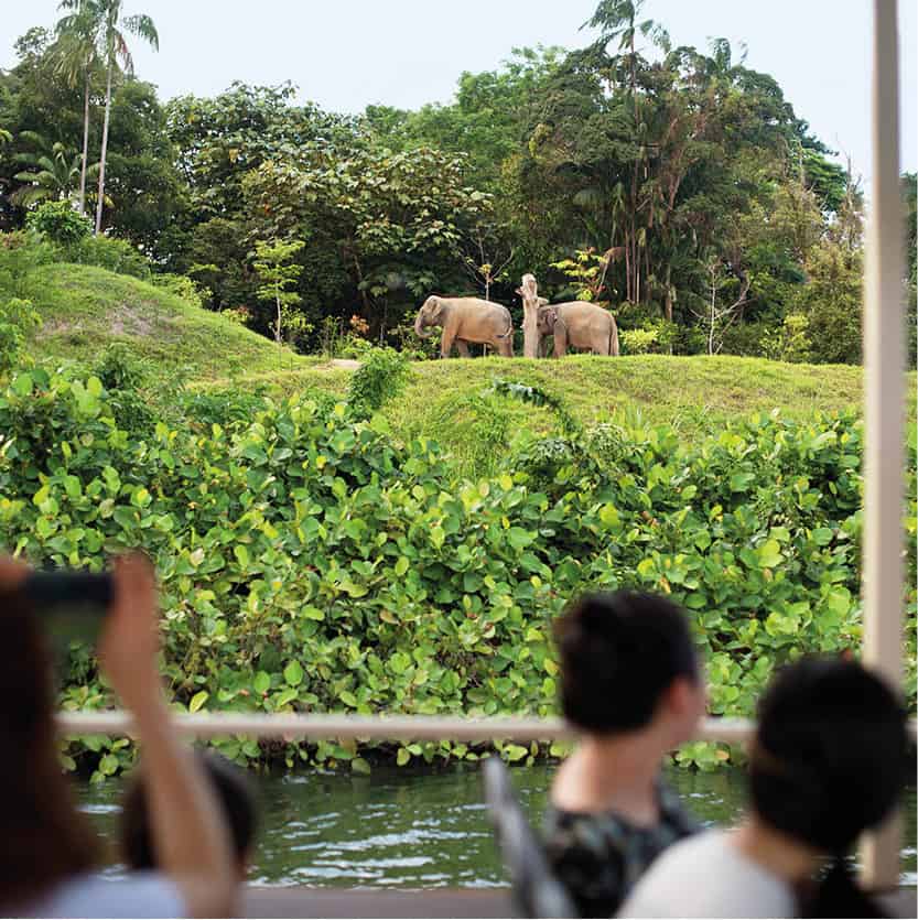 2015_zoo1_Singapore_EC.jpg