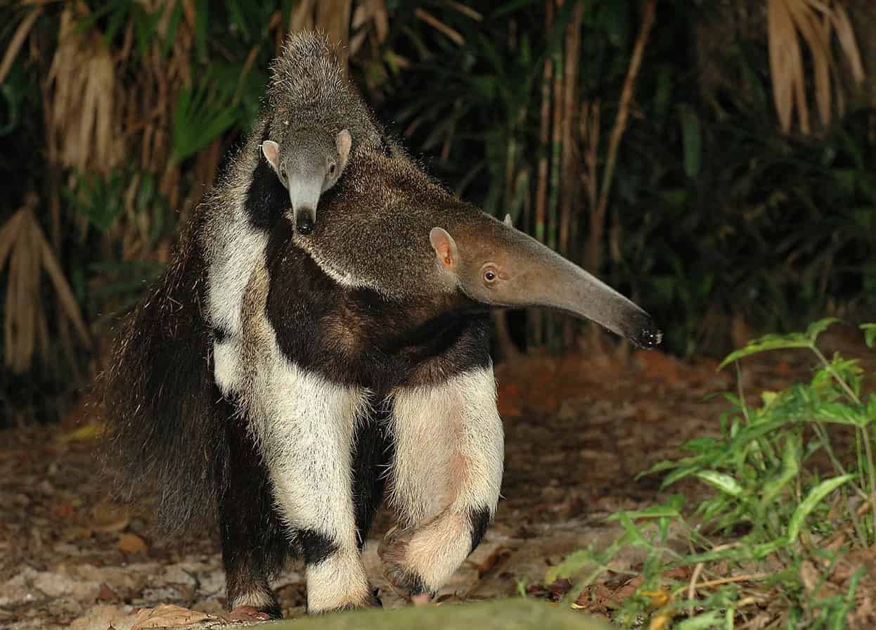 WRS08-09_NS_giant_anteater_High_Resolution_Singapore_EC.jpg