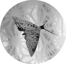 Moth2BW.tif