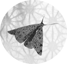 Moth2BW.tif
