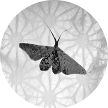 Moth2BW.tif