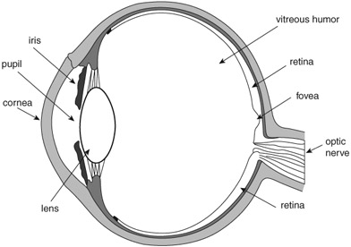 Figure 3.1 