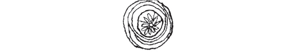 A hand-drawn spiral containing a flower