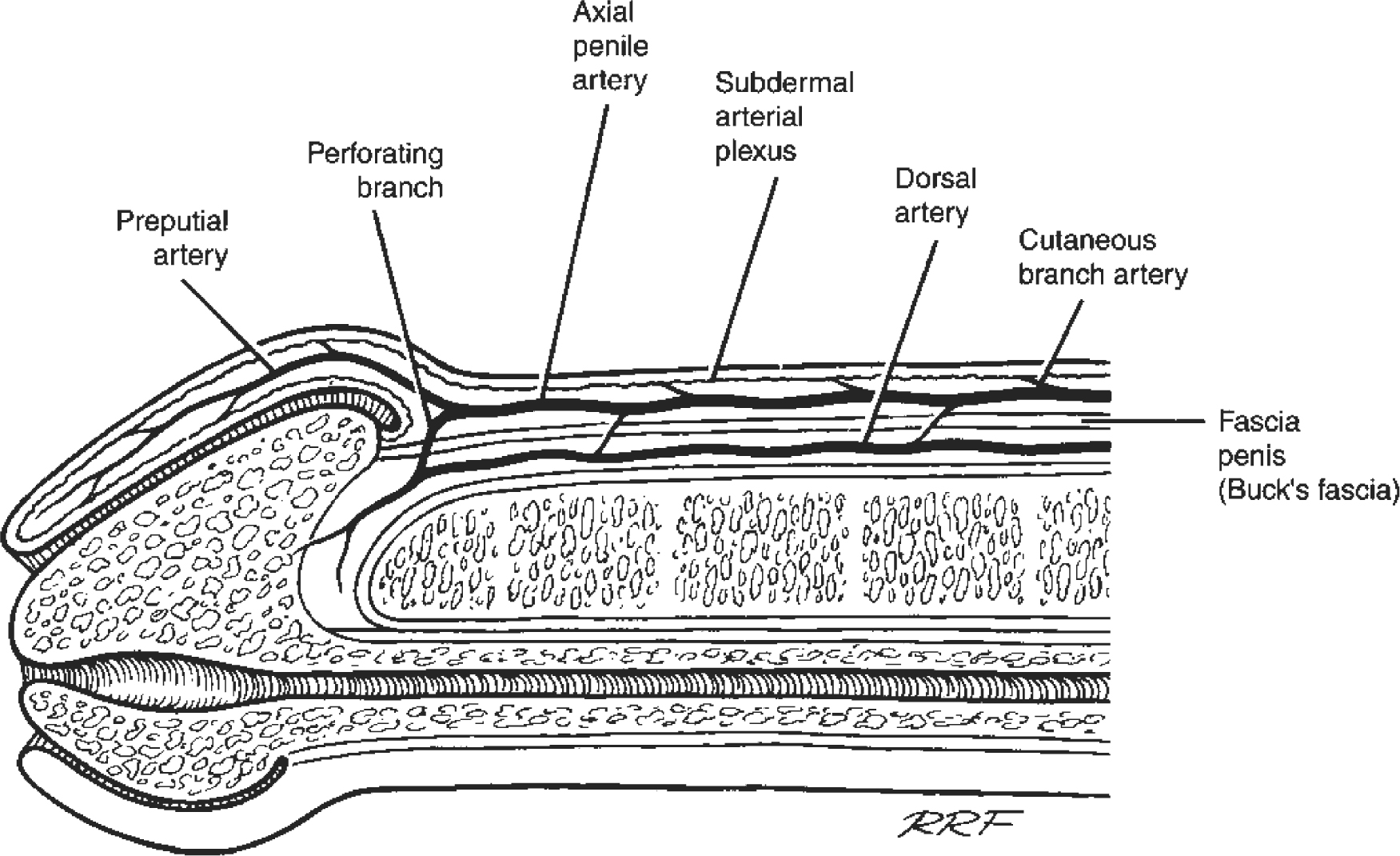 A978-1-59745-103-1_2_Fig4_HTML.jpg