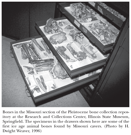 Image: Bones in the Missouri section of the Pleistocene bone collection repository at the Research and Collections Center, Illinois State Museum, Springfield. The specimens in the drawers shown here are some of the first ice age animal bones found by Missouri cavers. (Photo by H. Dwight Weaver, 1996)