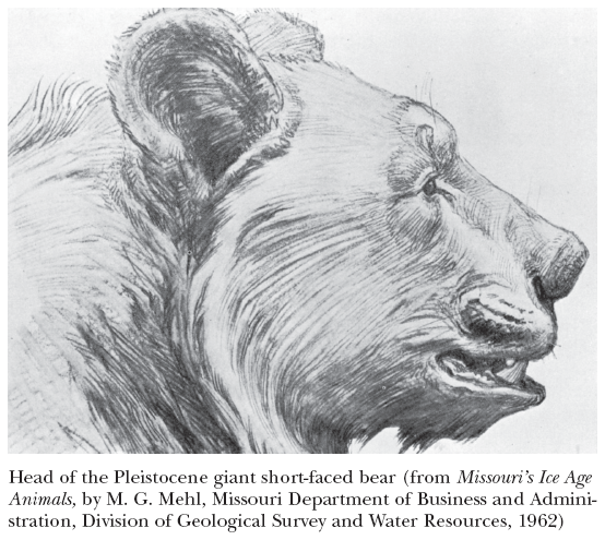 Image: Head of the Pleistocene giant short-faced bear (from Missouri’s Ice Age Animals, by M. G. Mehl, Missouri Department of Business and Administration, Division of Geological Survey and Water Resources, 1962)