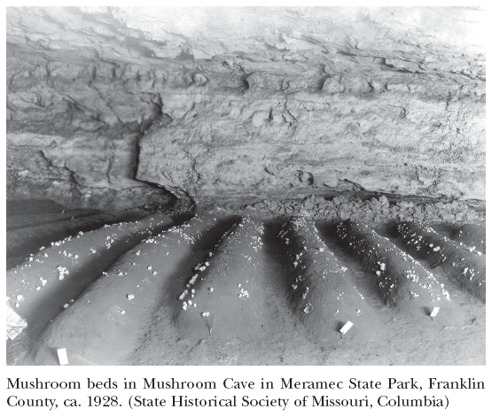 Image: Mushroom beds in Mushroom Cave in Meramec State Park, Franklin County, ca. 1928. (State Historical Society of Missouri, Columbia)