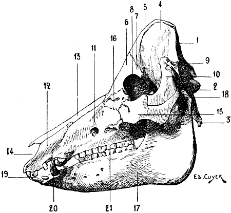 Fig. 61