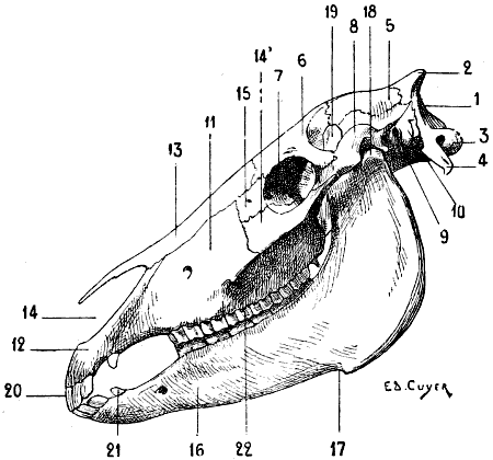 Fig. 63