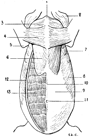 Fig. 67