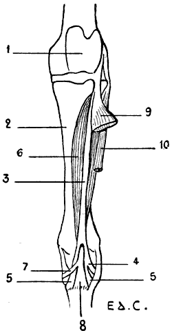 Fig. 83