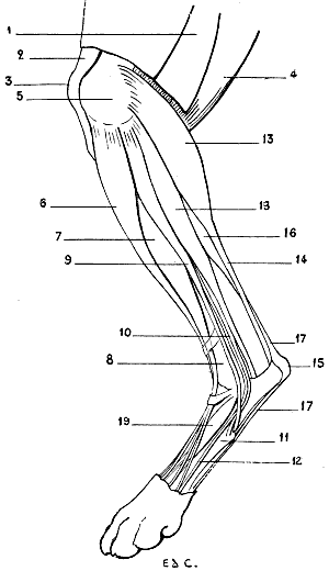 Fig. 84