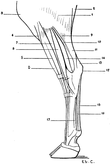 Fig. 85