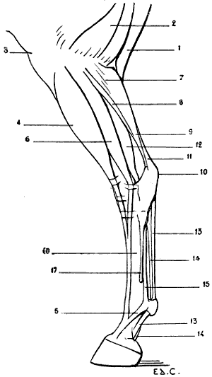 Fig. 86