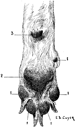 Fig. 94