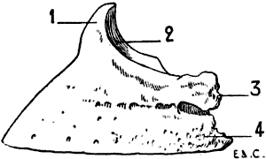 Fig. 96