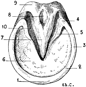 Fig. 100