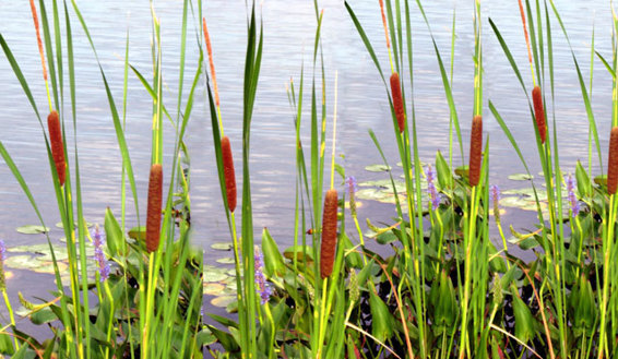 http://www.blueplanetgreenliving.com/wp-content/uploads/2009/08/cattails-glen.jpg