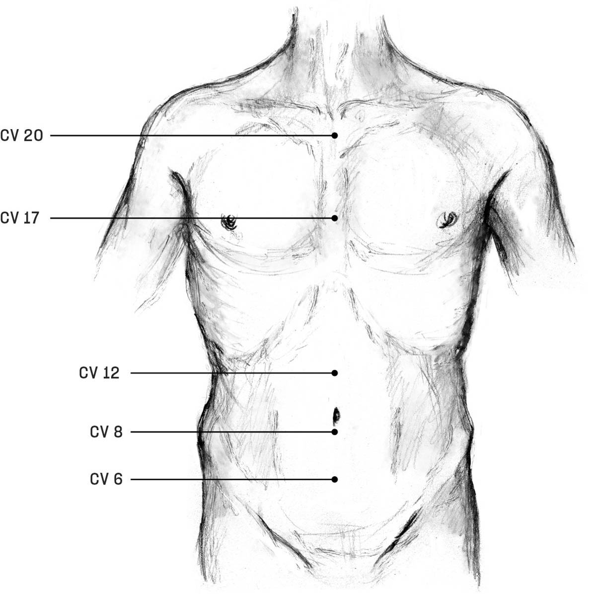 An illustration of the acupoints on the conception vessel meridian down the torso.