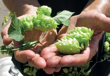 Holding hop flowers