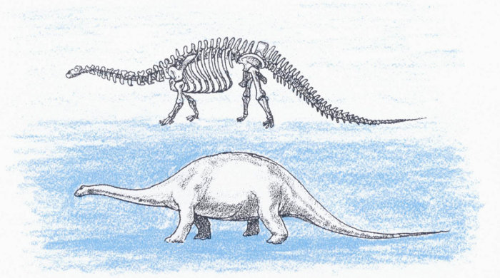 Apatosaurus