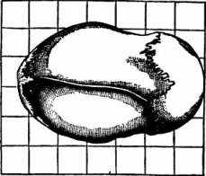 Skull Formation