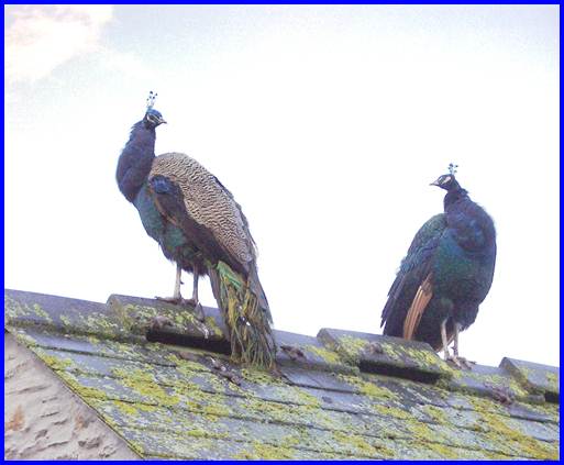 peacocksonroof